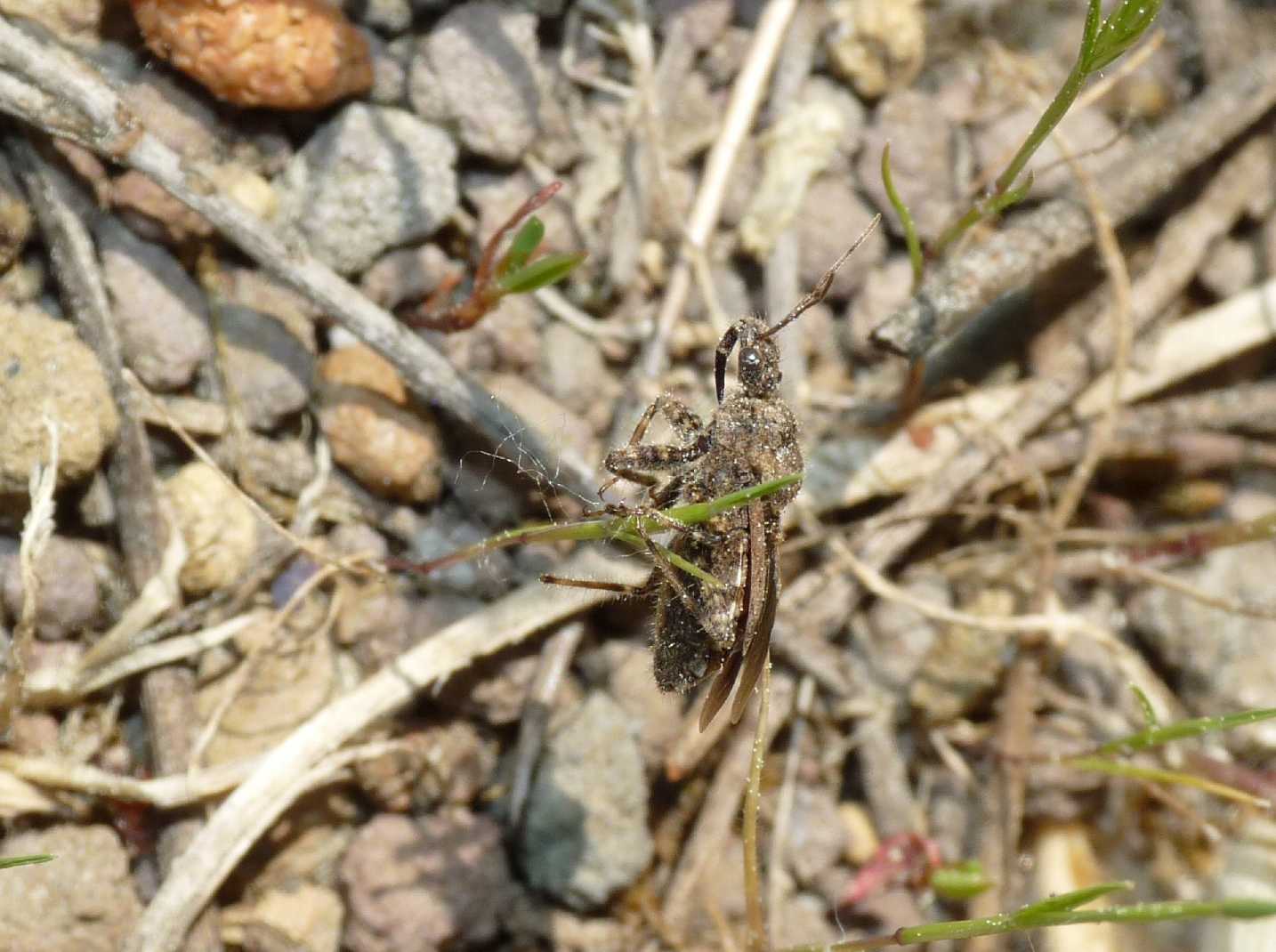 Reduviidae: Coranus griseus del Lazio (Ostia)